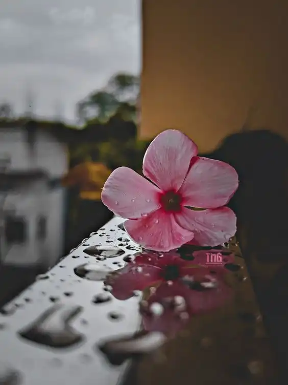 nature profile cute whatsapp dp nature profile cute whatsapp dp